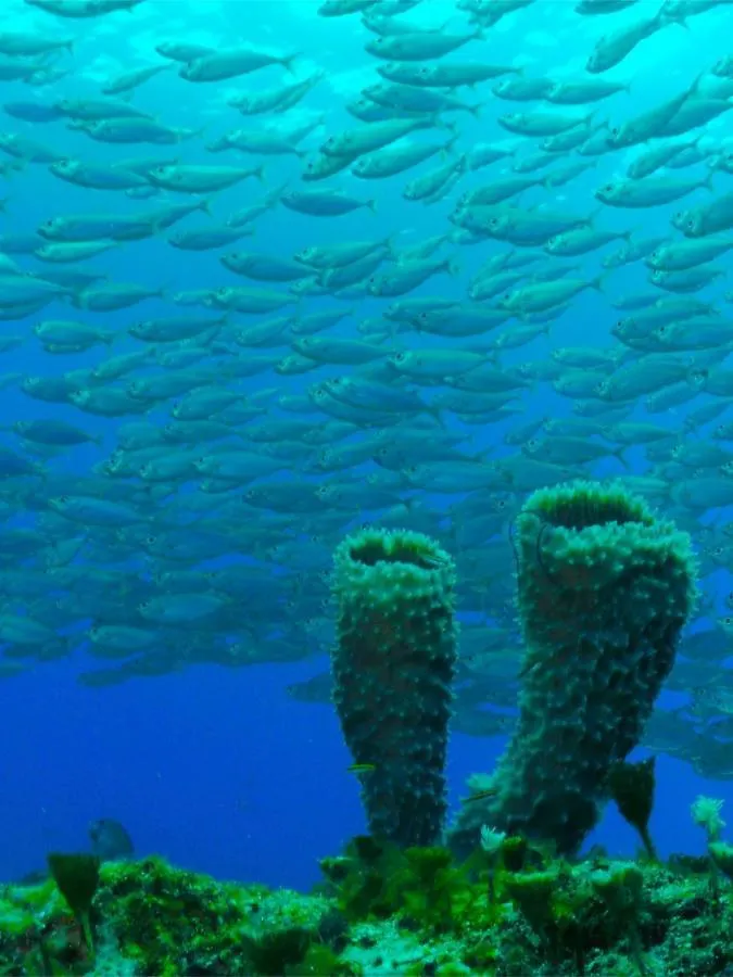 El Cozumeleno Beach Resort  Cozumel